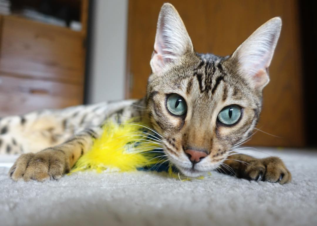 九游网页版入口-“青少年足球集训营火热开启，孩子们梦想起航”，青少年足球训练营简介