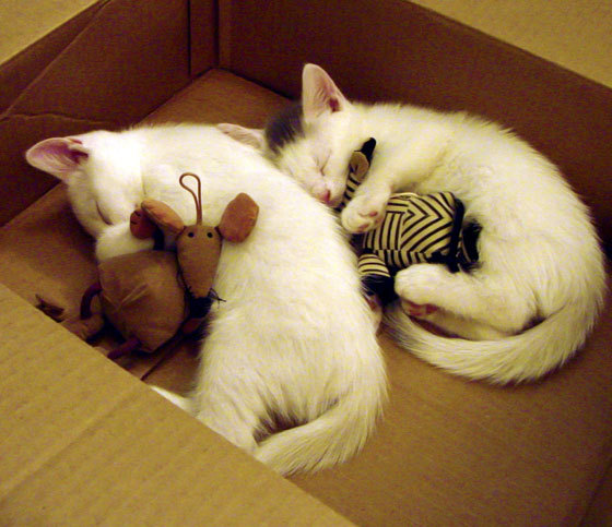 九游app下载中心-《Valorant冬季邀请赛，101战队击败百战联盟夺冠》，valorant职业战队