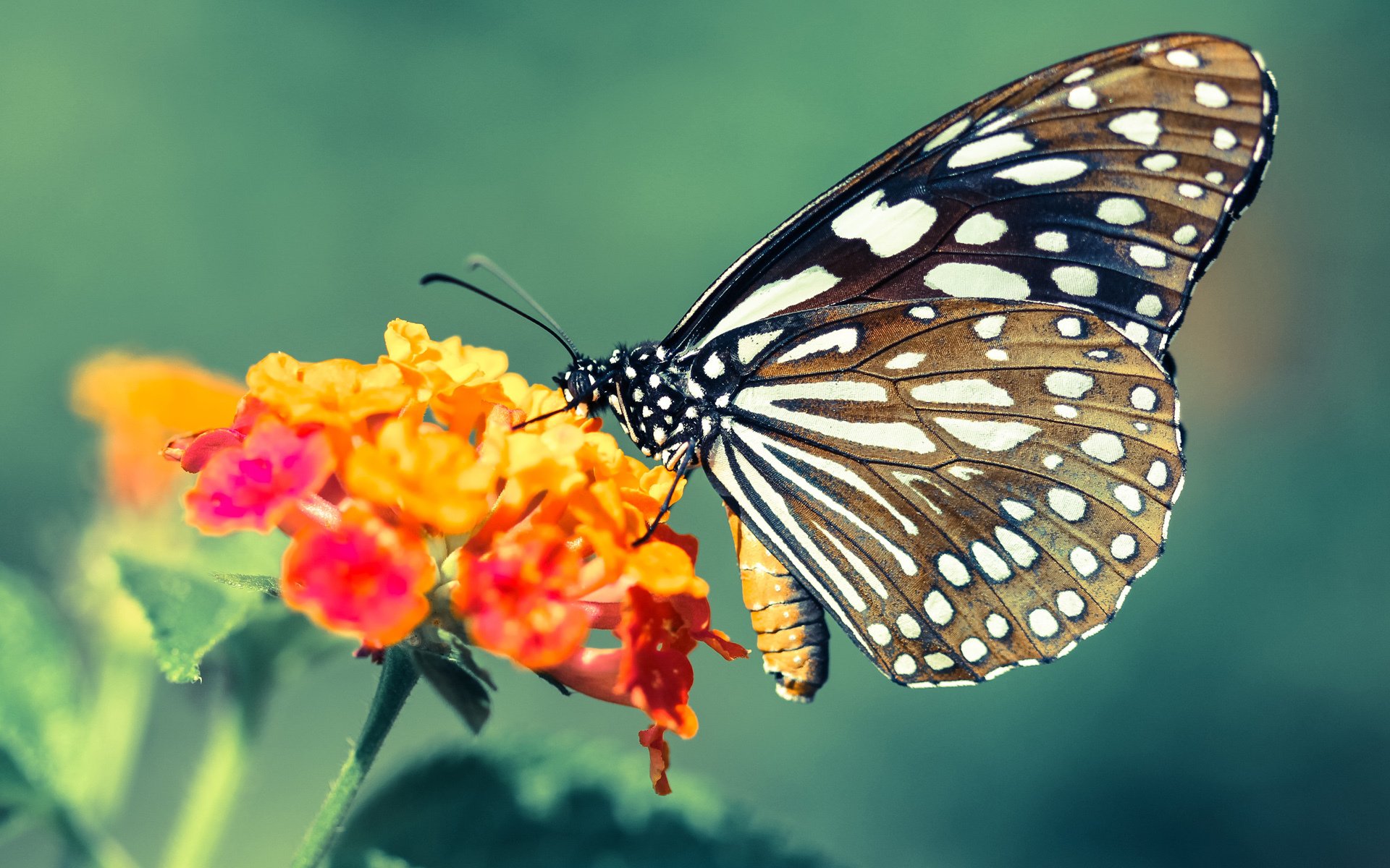 九游官网pc-《最受关注的年度电竞人物盘点：行业影响力领袖》，电竞行业领军人物