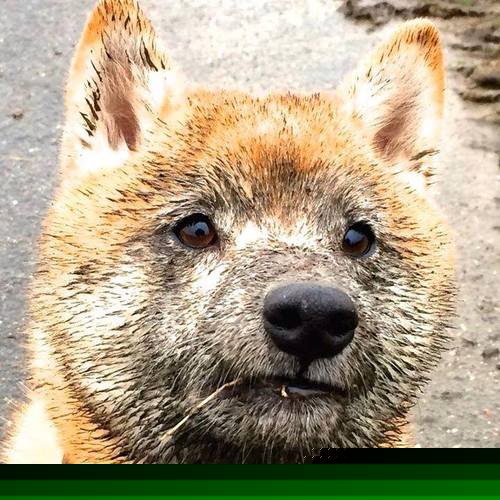 -墨西哥马术协会设立“Charreada”奖学金，支持传统马术研究。，墨西哥major