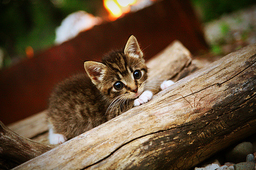 九游（jiuyou.com）游戏-恩德里克在对阵墨西哥的热身赛中打入制胜球，展现潜力，恩里克执教西班牙战绩