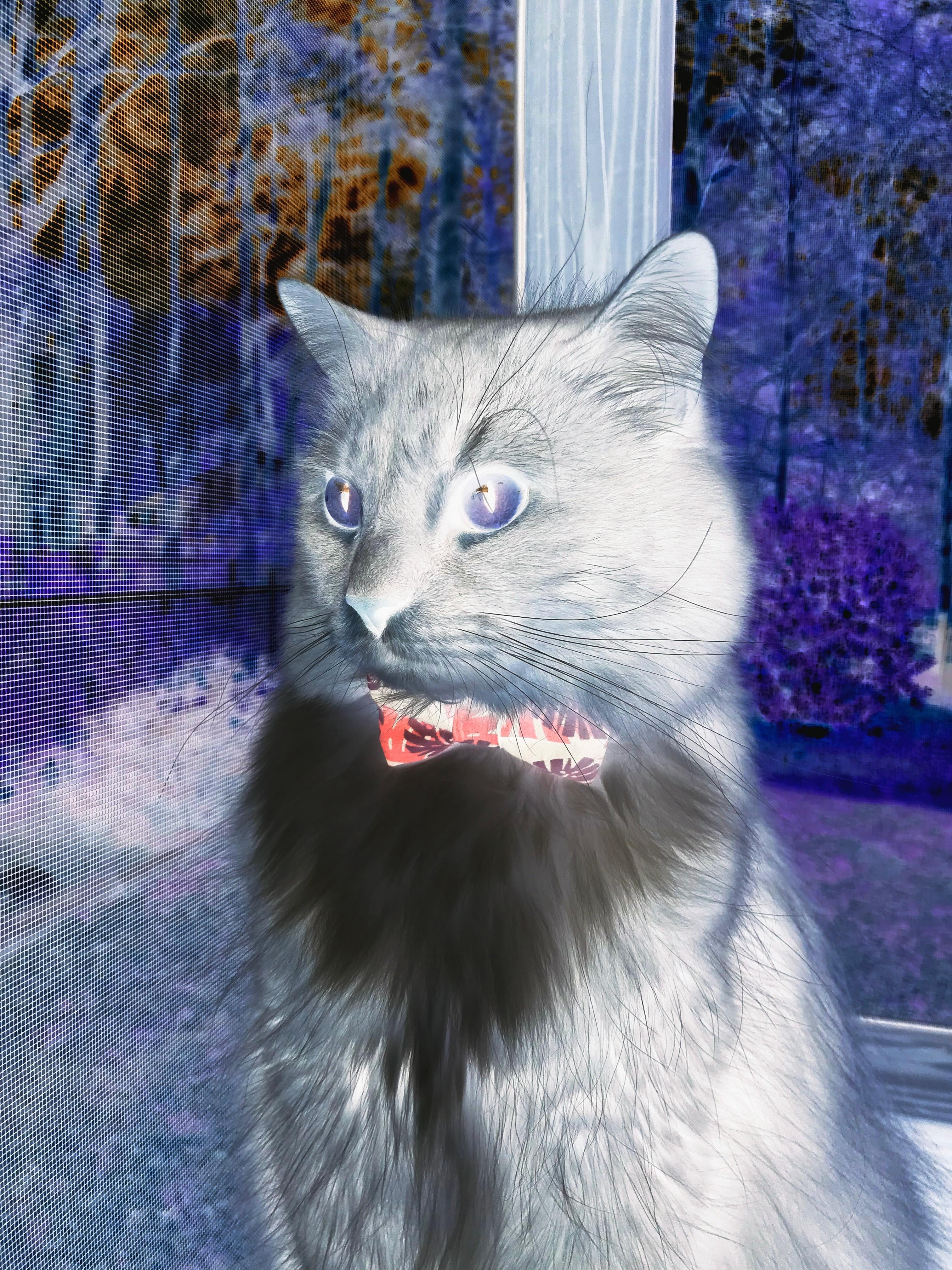 九游jiuyou-球迷自创教程：如何成为一名NBA专家？，如何成为nba球队老板