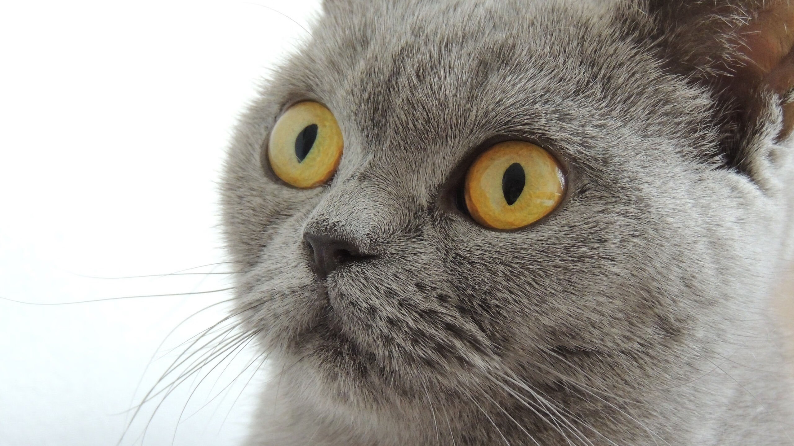 九游网页版入口-西甲：皇马3-1战胜瓦伦西亚，莫拉塔和本泽马齐发力，皇马3连冠