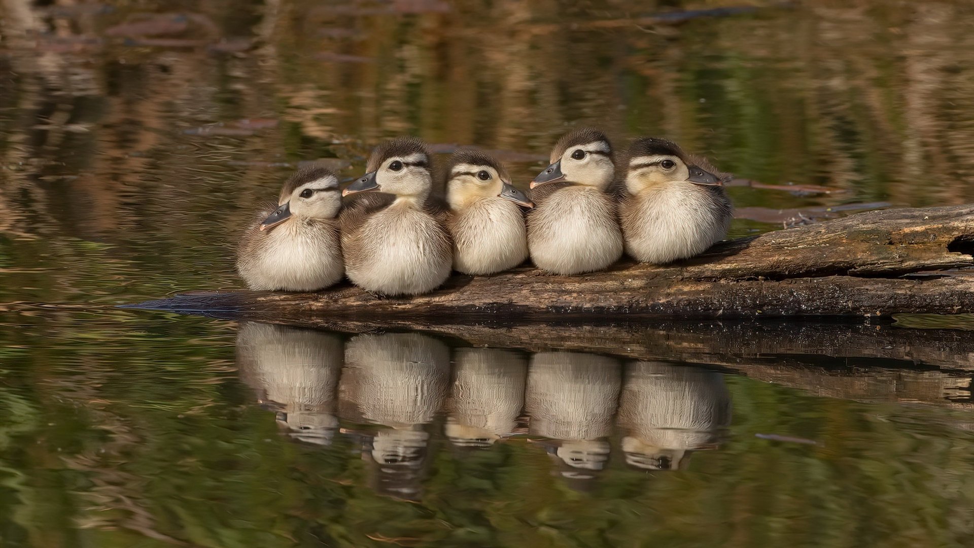 迈阿密热火续约核心，队史一大喜讯，迈阿密热火队百度百科