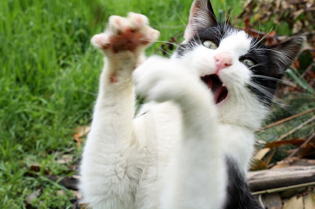 九游app下载中心-雷霆新战术成效显著，连续获胜，雷霆sga