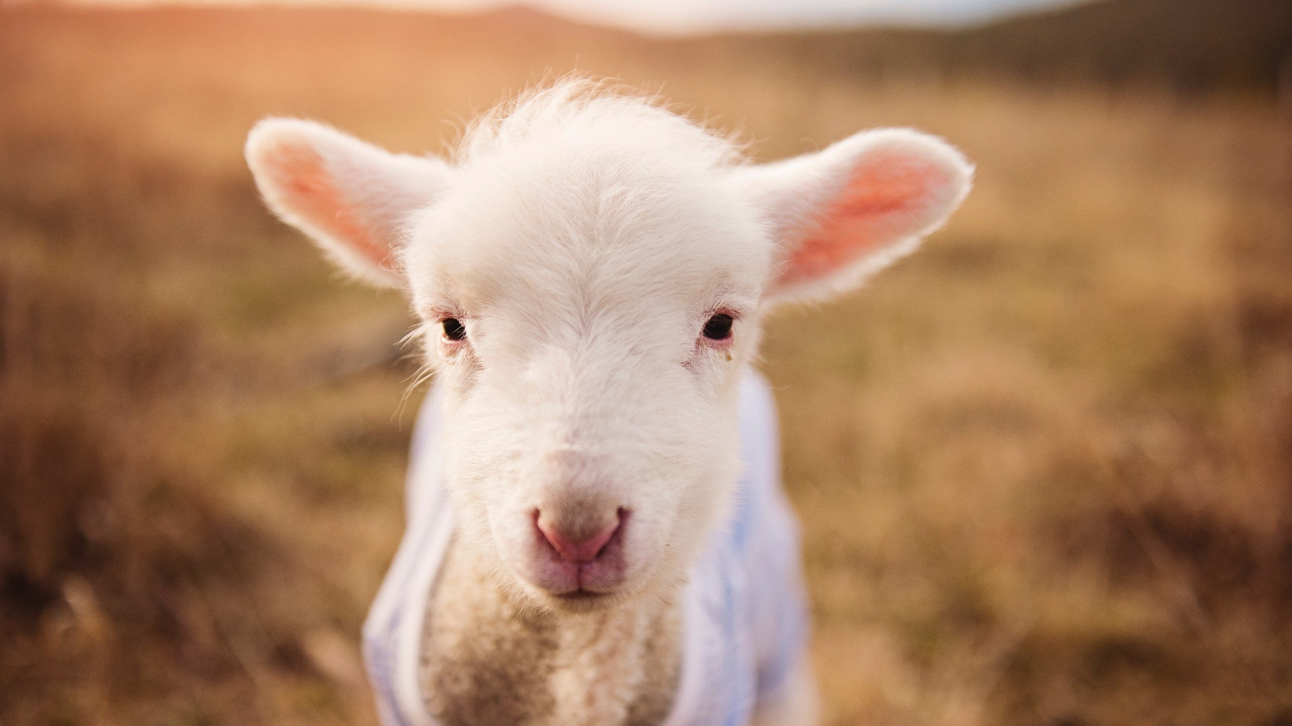 JIU YOU GAME-Magisk 表示是时候在丹麦举办 Major 赛事了