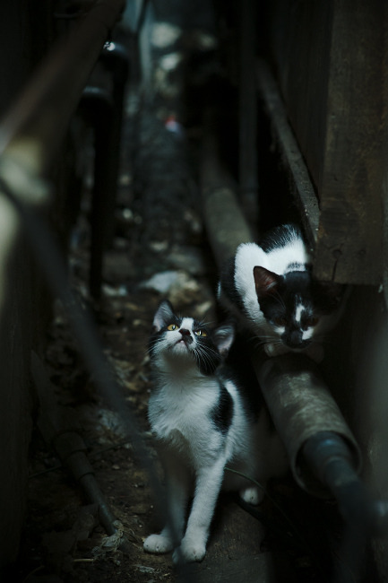 他为何能在逆境中爆发,他为何能在逆境中爆发英语