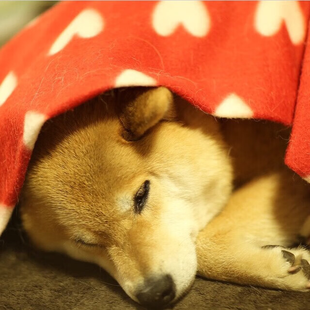 兰斯客场失利，战绩下滑势不可挡，兰斯kd