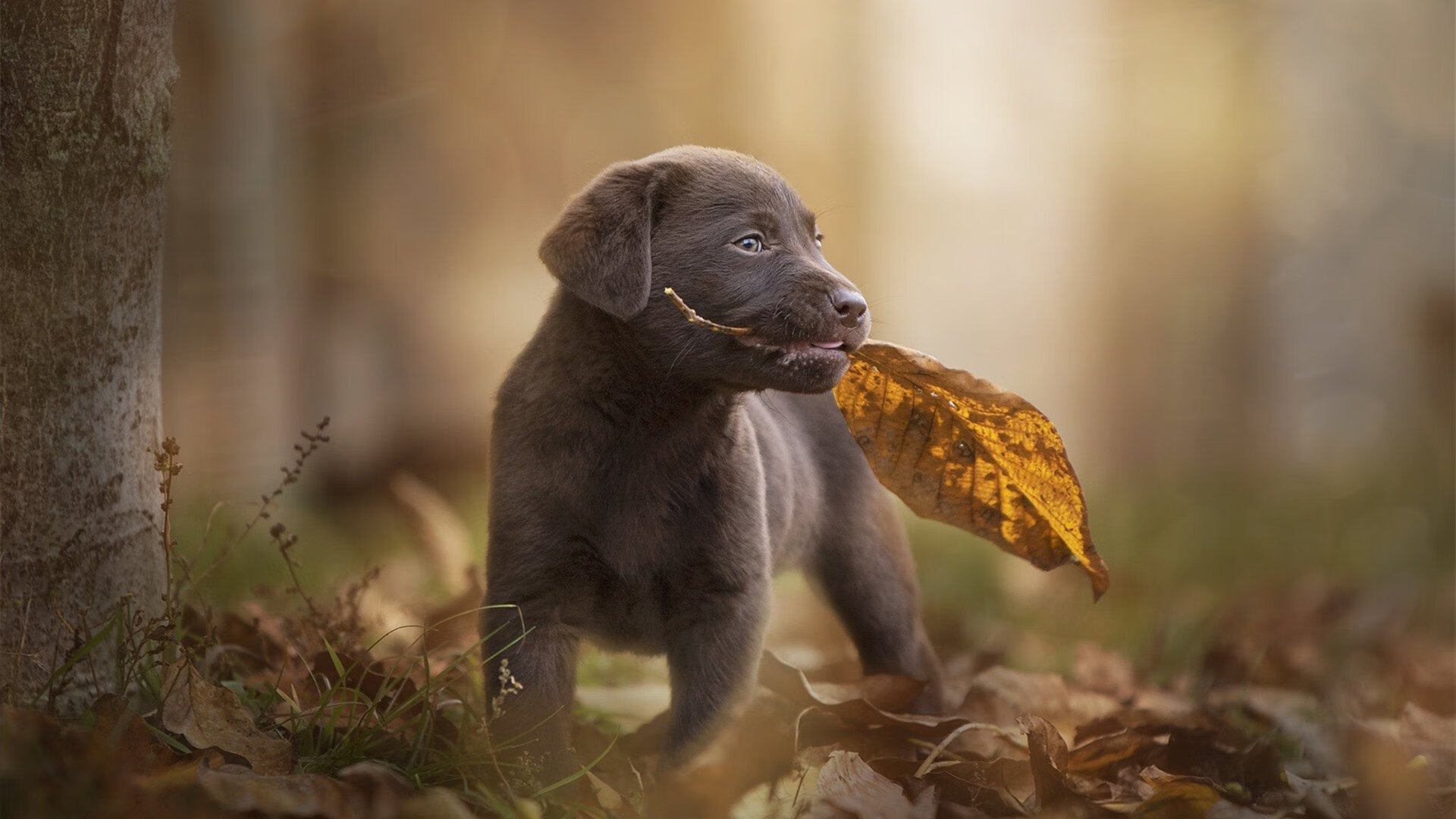 -山东男篮逆转成功，击败江苏苏宁，山东男篮绝杀江苏