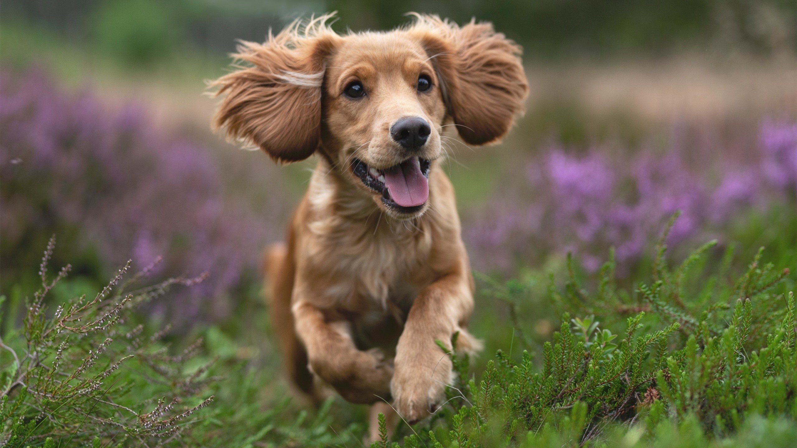 九游下载安装-掘金压哨战胜雄鹿，全明星赛前哨战中约基奇贡献关键助攻，掘金队约基奇的合同