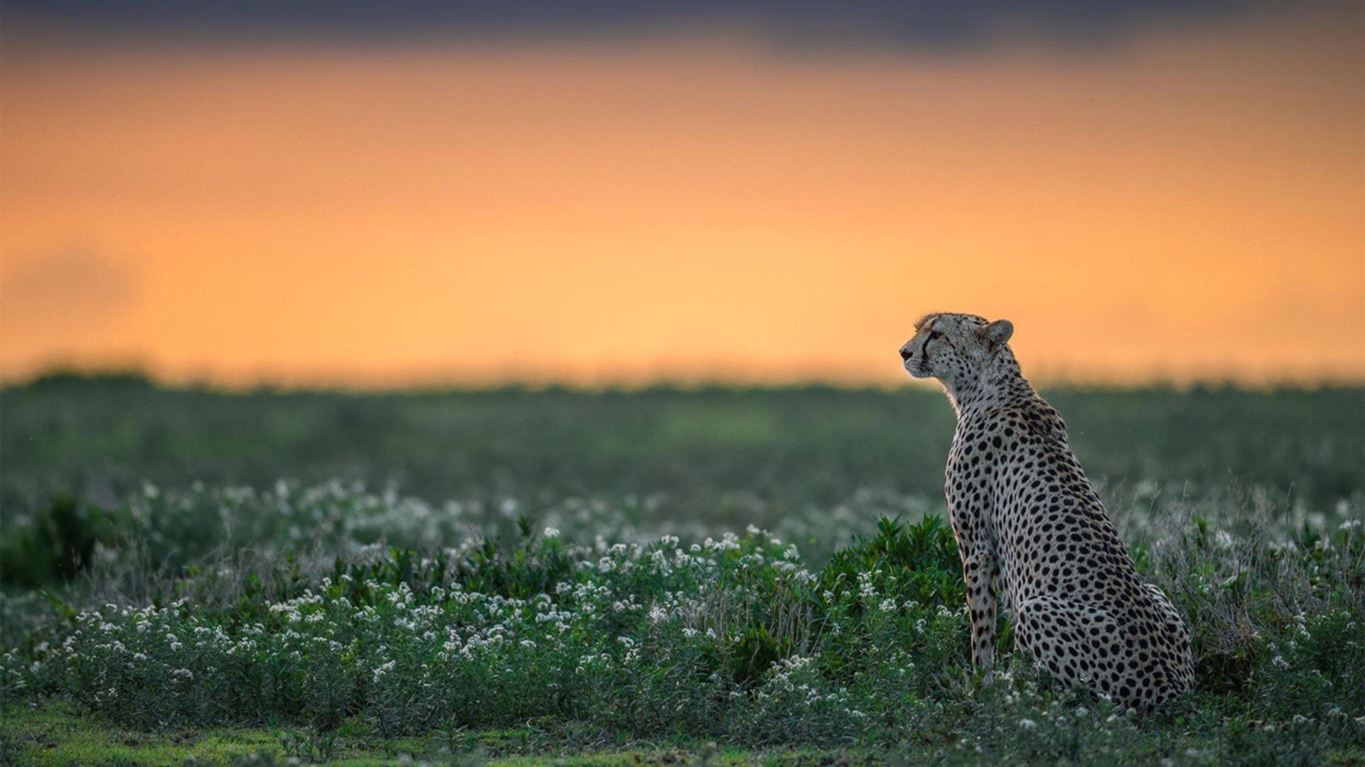 九游app官网下载-欧洲杯预选赛中的黑马：实力强劲表现超乎想象，欧洲杯预选赛晋级之路