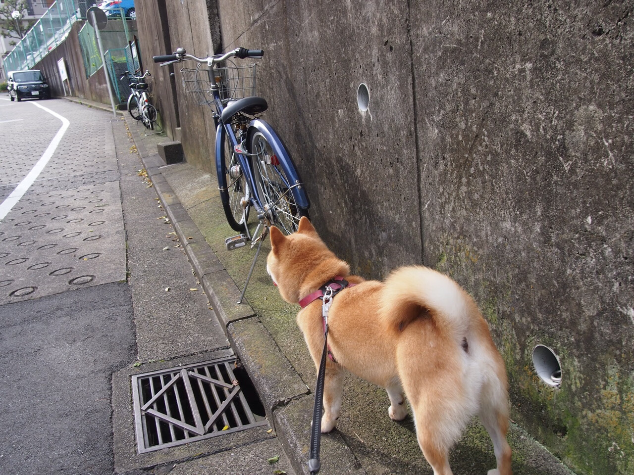 欧国联赛决战在即,球迷热切期待,欧国联赛决赛