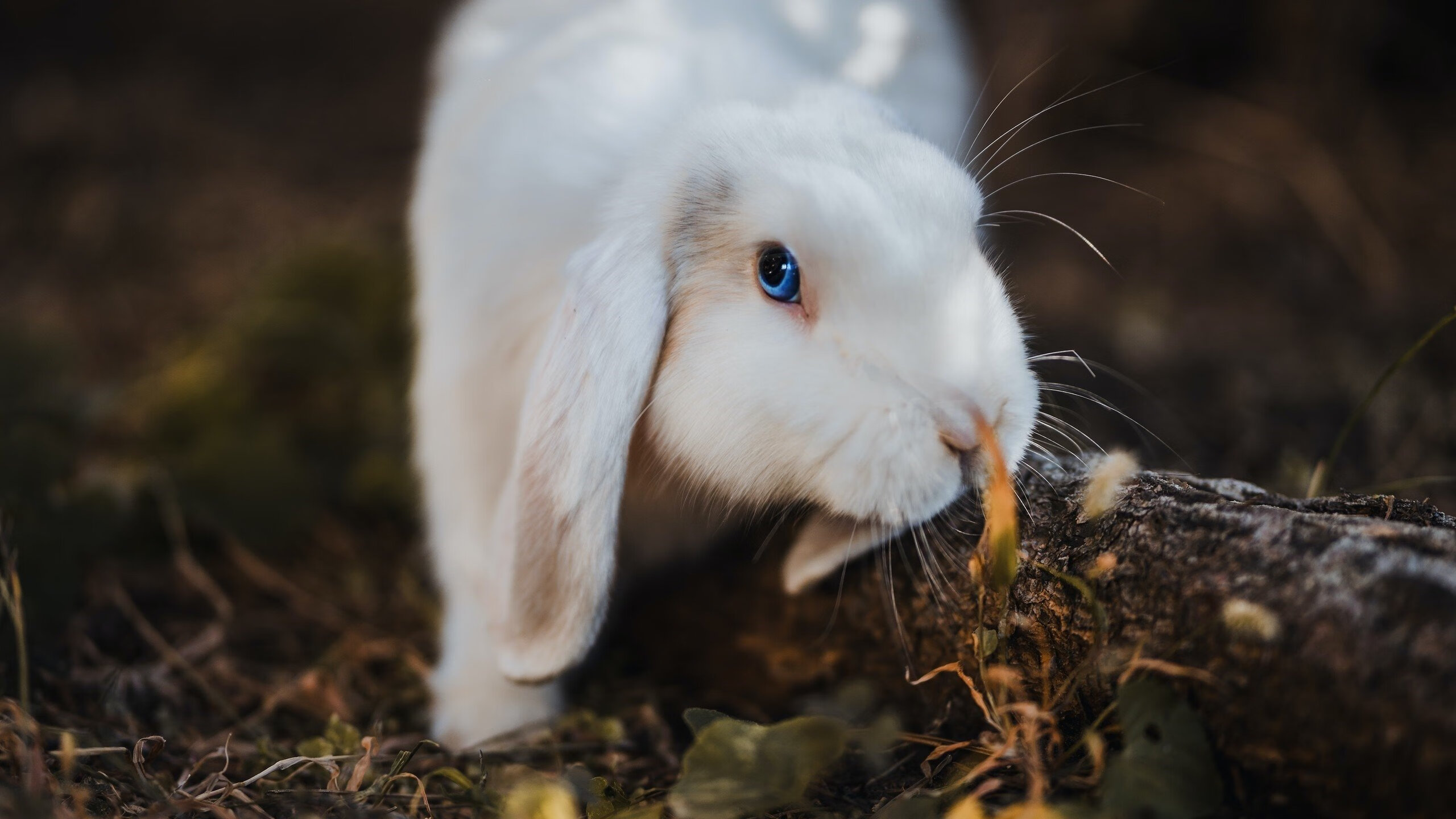 水晶宫大将扎哈尔精彩破门,帮助球队逼平对手,水晶宫扎哈去哪了