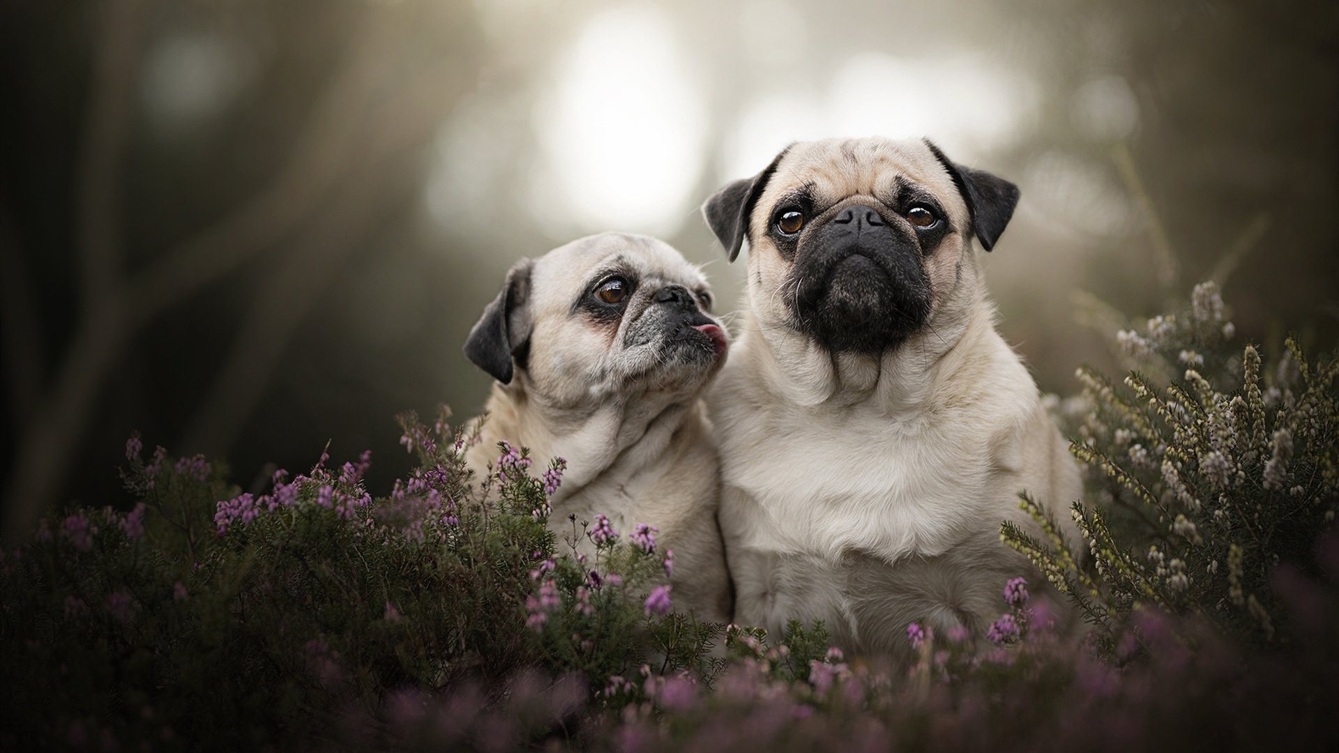 法国出局夜，铁血球迷高唱《马赛曲》，法国马赛曲中文歌词