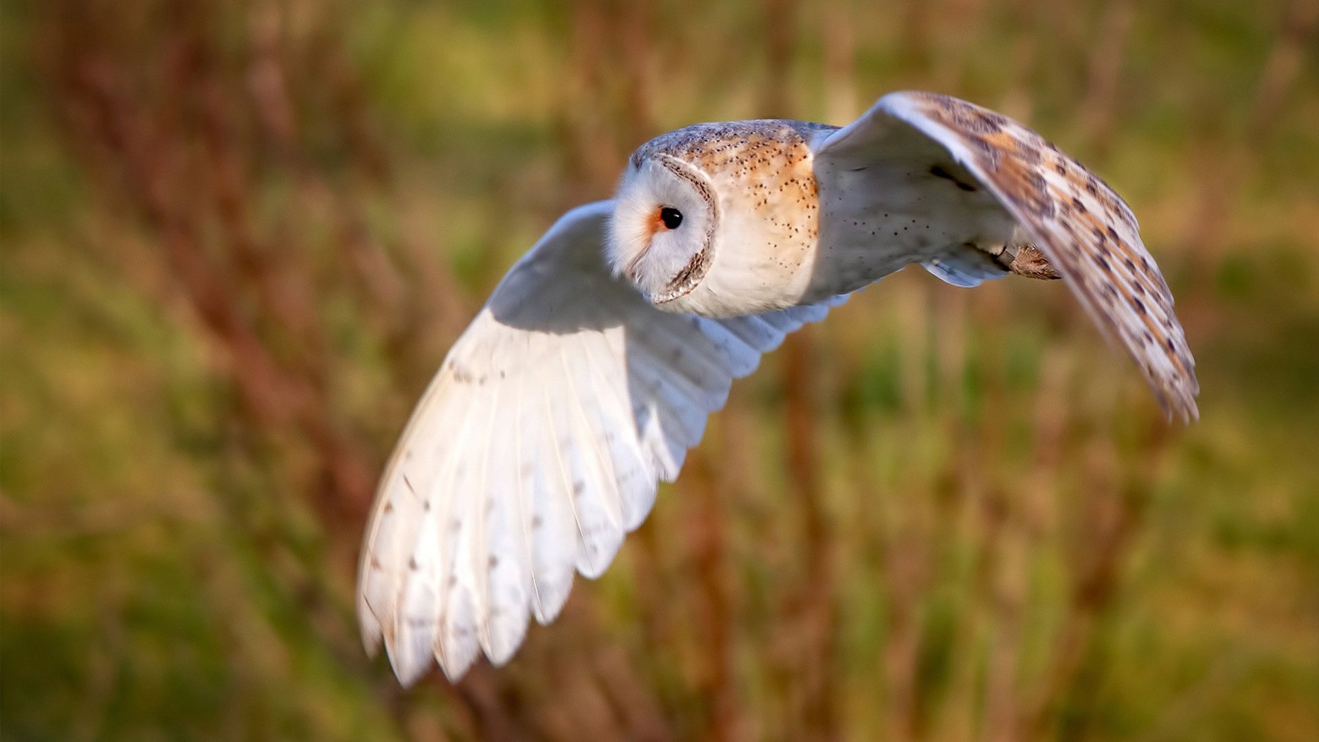 -电竞游戏赛事数据可视化技术及战术分析应用探讨，电竞赛事数据平台