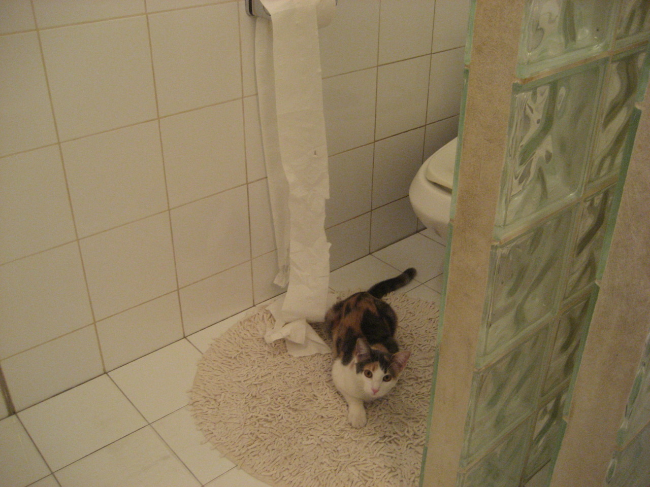 全国青少年花样游泳全国邀请赛盛大开幕,2021年全国花样游泳冠军赛