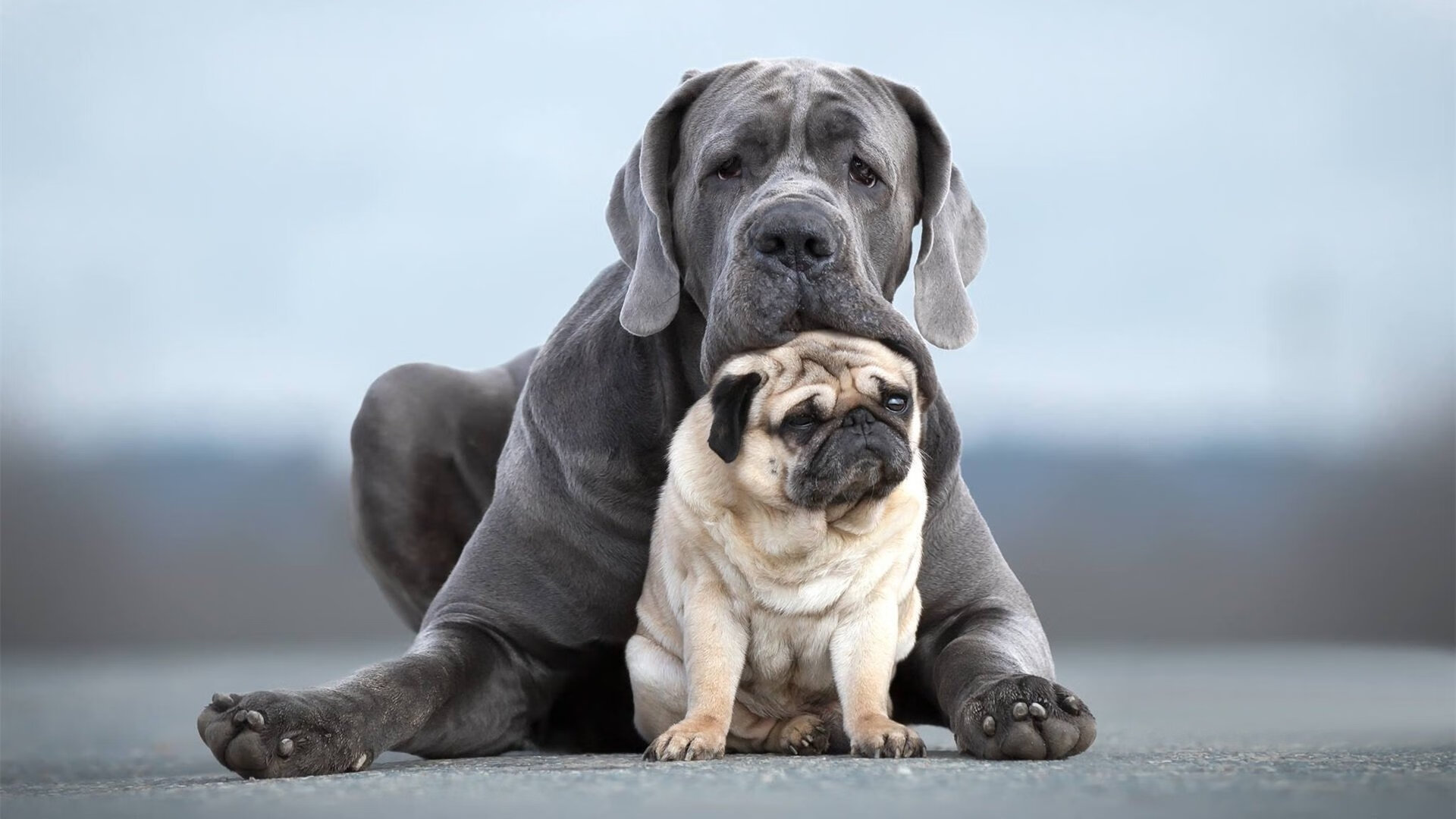 运动员技能发展规划方案，运动员技术能力及其训练