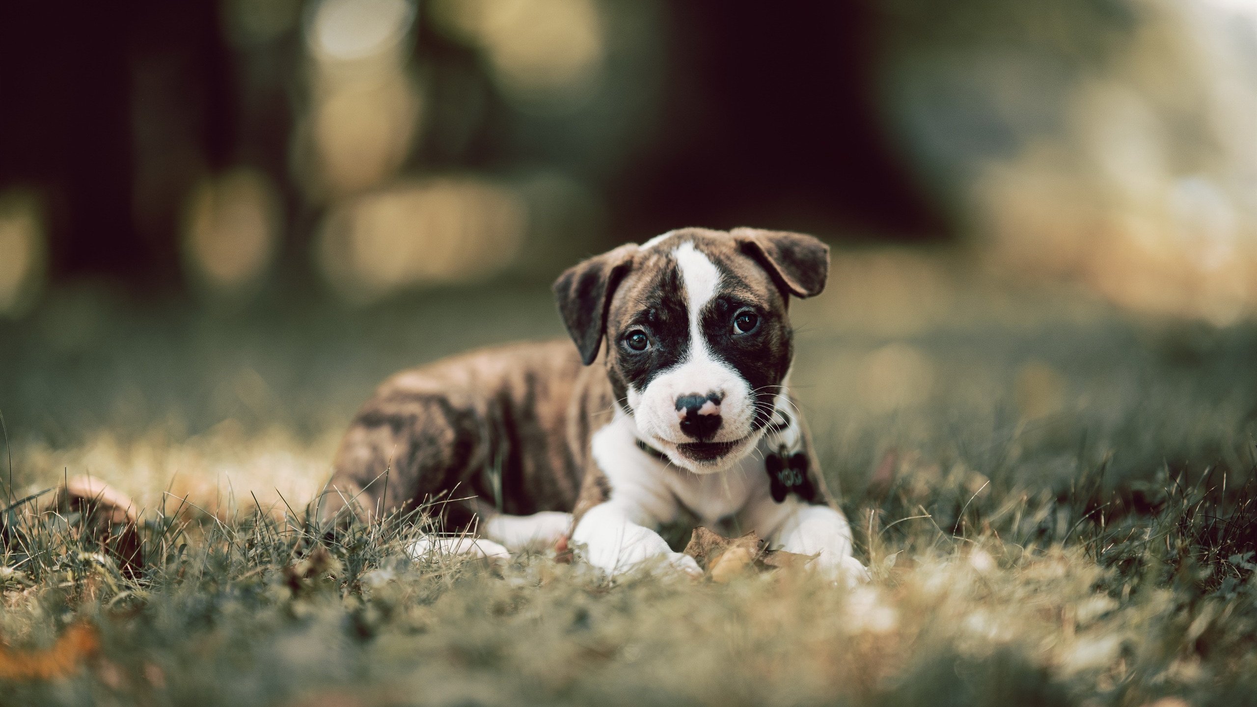 LOL赛事经典回顾视频播放量持续走高，2021年英雄联盟视频