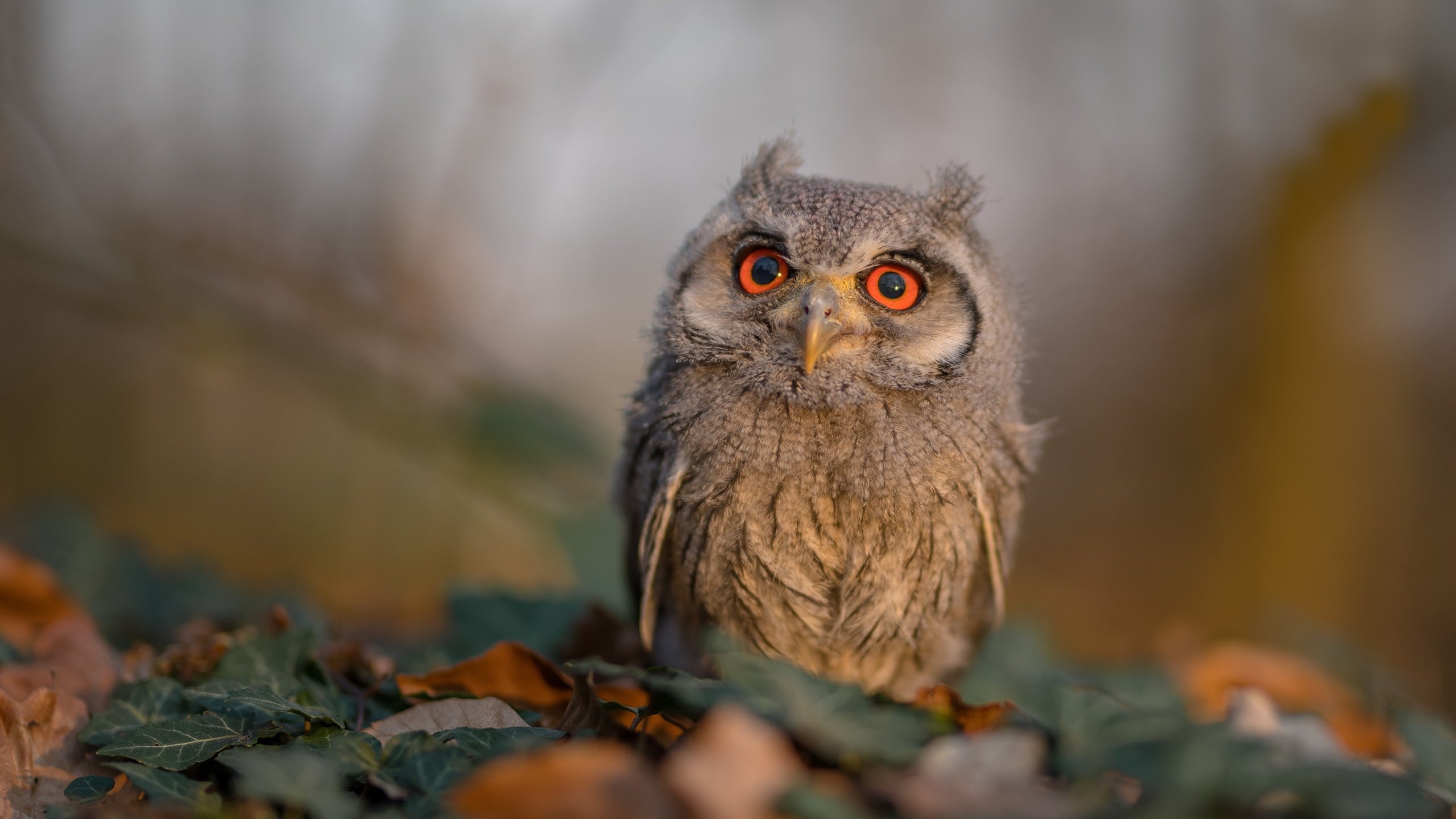 加拿大队在国际乒联混合团体世界杯中的心理素质与比赛表现,加拿大乒乓球参赛选手