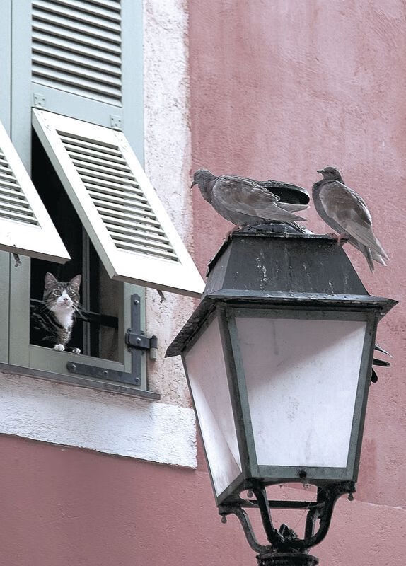 九游jiuyou-青年选手国际交流活动频次增加，中国国际青年交流