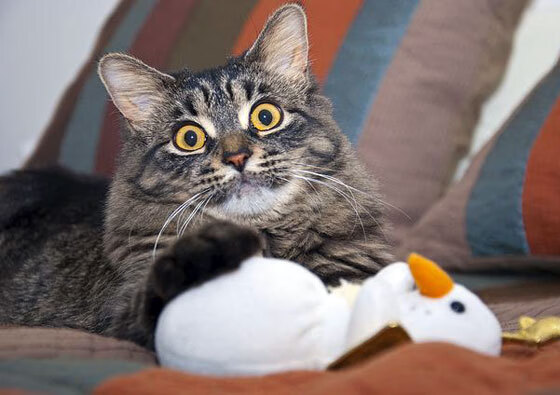 九游游戏中心-美洲杯明星助阵：比赛精彩纷呈！，美洲杯明星球员