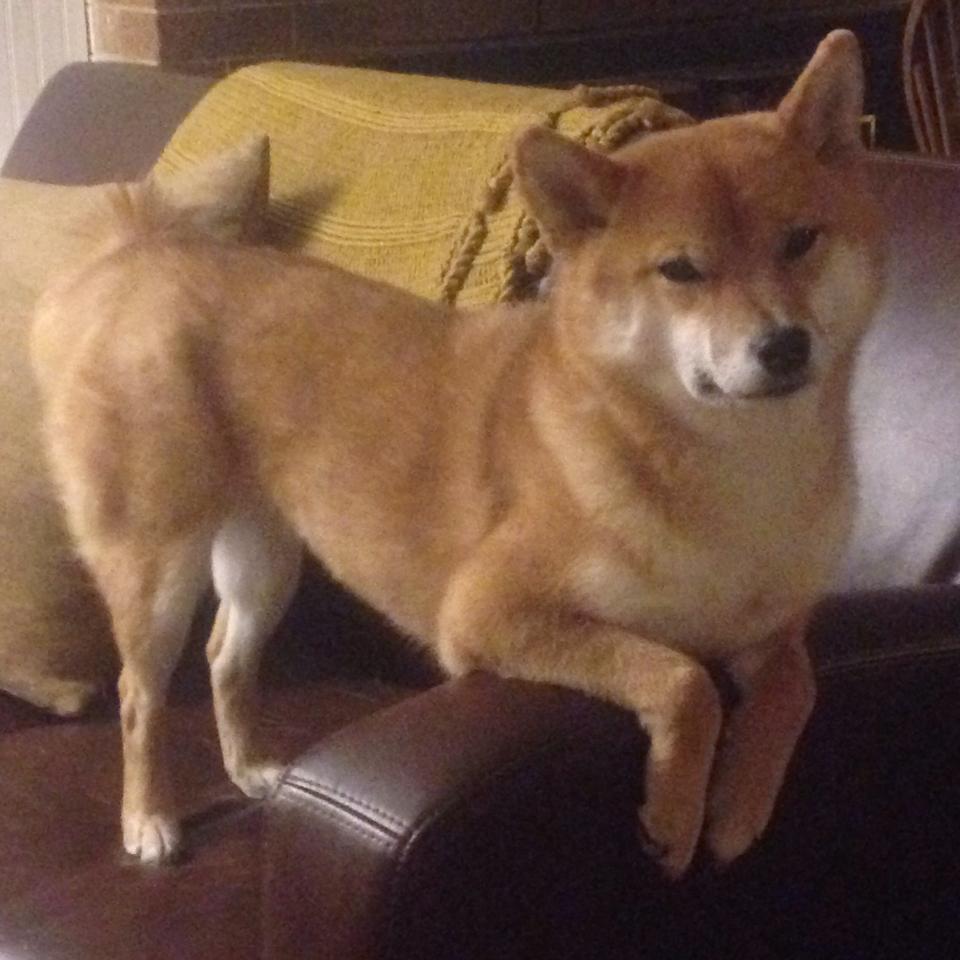 九游娱乐(jiuyou)官网-美洲杯激情夜：明星自由发挥，惊喜不断！，美洲杯锦集